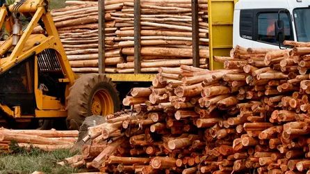 Holzindustrie